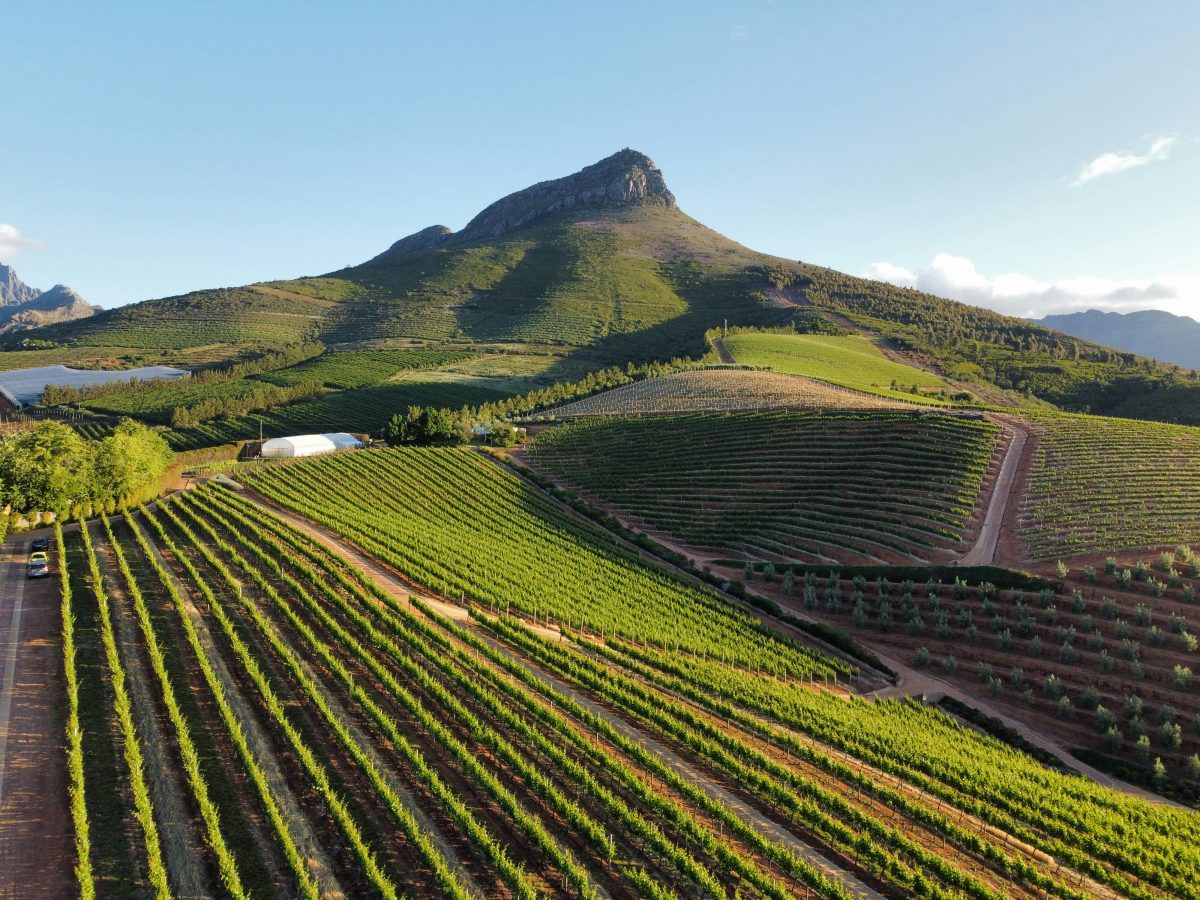 Stellenbosch vineyards