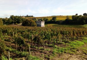 Featured image by blancalml from Pixabay, Saint Emilion vineyard view